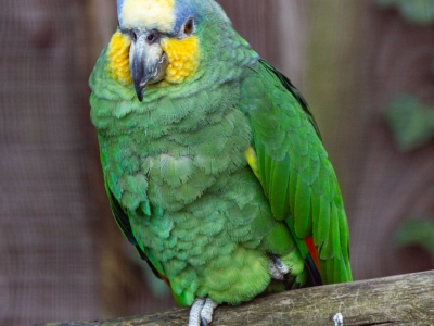Orange-winged Amazon parrot - De Zonnegloed - Animal park - Animal refuge centre 